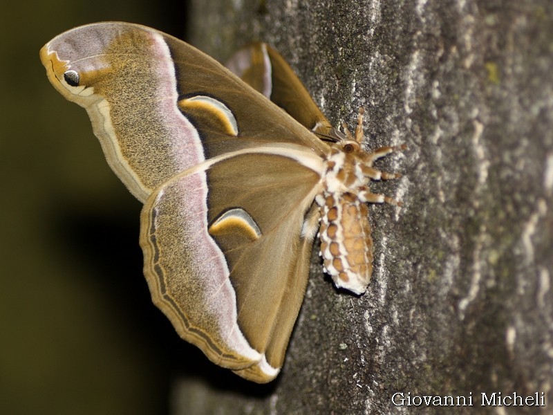 Samia cynthia, Saturniidae